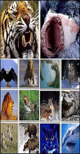 30 Dangerous Wildlife Predators Best Wallpapers