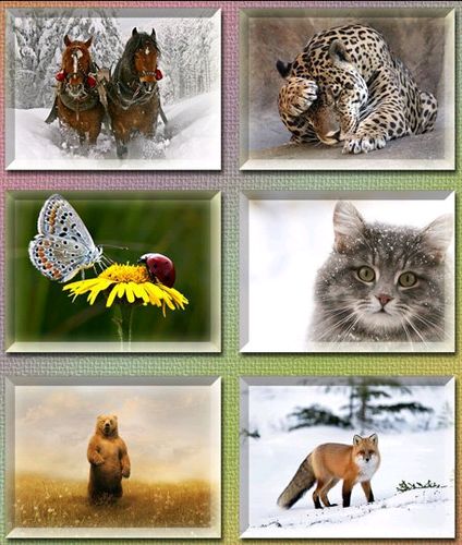 45 Great Animals Wallpapers