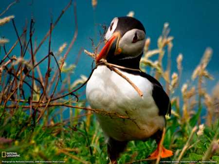 Wallpapers,���� (2011) � 6