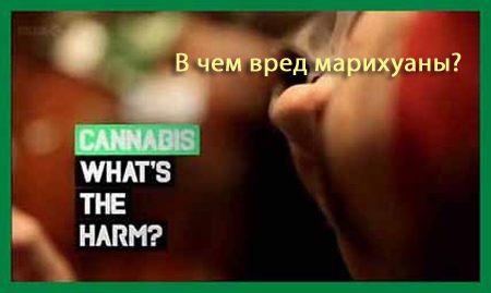     / CannabisWhat's the Harm (2011) TVRip