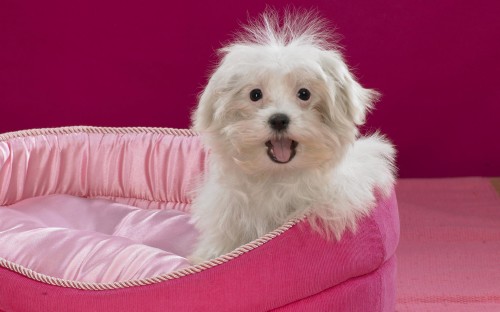 80 Cute Dogs HD Wallpapers Collection