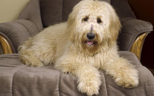 80 Cute Dogs HD Wallpapers Collection