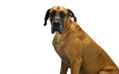 80 Cute Dogs HD Wallpapers Collection