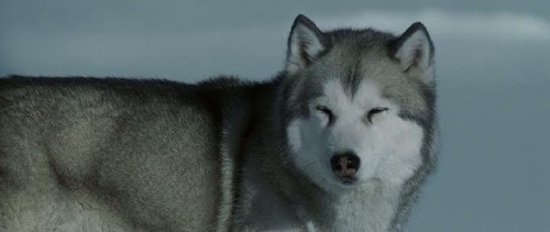 ����� ���� / Eight Below (2006) DVDRip-AVC