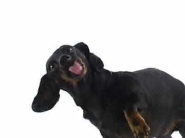 ����������� Must Love Dogs - Dachshund Screensaver