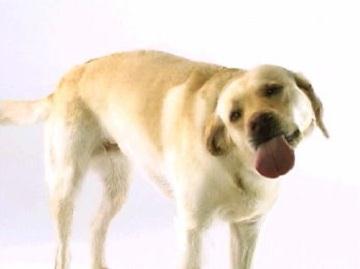 ���������� Golden Labrador
