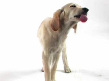 ����������� ϸ�-����� (Golden Retriever Pup Screensaver)