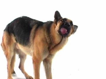 German Shepherd Screensaver