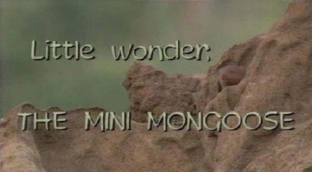   -   / Little Wonder. The Mini Mongoose (2003) TVRip