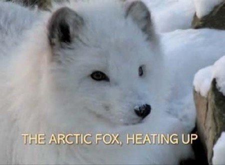       / Arctic Fox, Heating Up (2009) SATRip