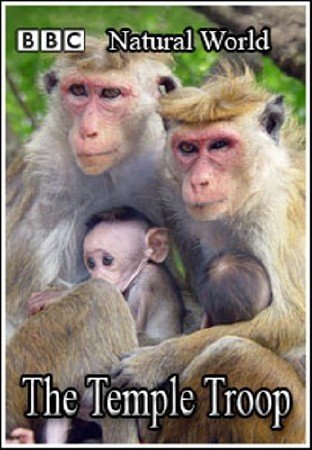 ��� �������. ��������� ������ / The Natural World. The Temple Troop (1997) SATRip