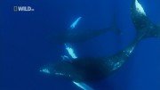 -:   / Humpbacks: Cracking the Code (2008) HDTVRip 720p