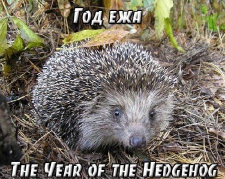   / The Year of the Hedgehog (2009) SATRip