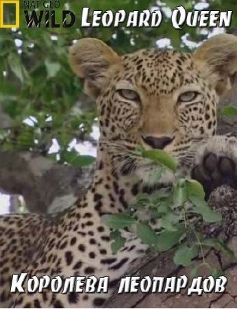 �������� ��������� / Leopard Queen (2010) HDTVRip