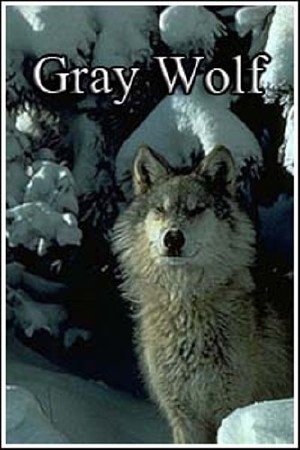  / Gray Wolf (2008) SATRip