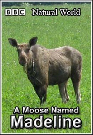  .     / The Natural World. A Moose Named Madeline (2004) SATRip