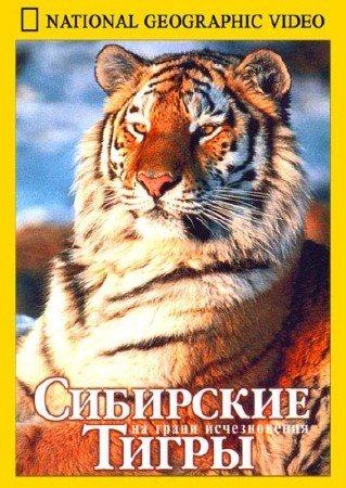   / Tigers On The Snow (1996) DVDRip