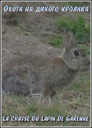 ����� �� ������ ������� / La Chasse Du Lapin De Garenne (2005) SATRip