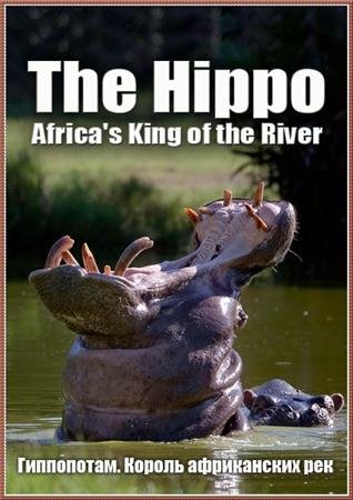����������. ������ ����������� ��� / The Hippo: Africa's King of the River (2004) SATRip