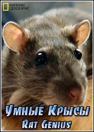 ����� ����� / Rat Genius (2006) SATRip