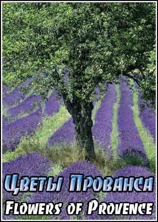 ����� �������� / Flowers of Provence (2008) DVDRip