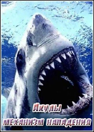 �����: �������� ��������� / Sharks: An anatomy of an attack (2011) IPTVRip