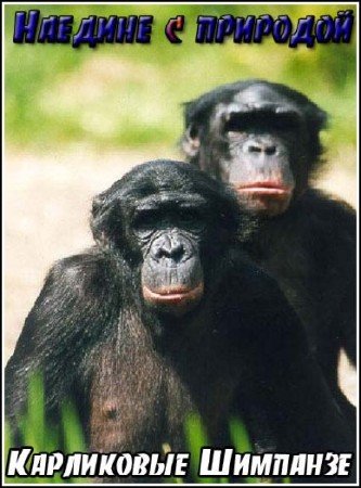 ������� � ��������: ���������� �������� / Pygmy Chimpanzee (2004) SATRip