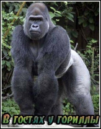 � ������ � ������� / Gorilla Gorilla (2001) DVDRip