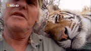 ����� � ������� / Tiger Man of Africa (2011) HDTV 1080i (����� 1, ����� 3 �� 3)