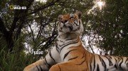 ����� � ������� / Tiger Man of Africa (2011) HDTV 1080i (����� 1, ����� 3 �� 3)