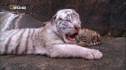 ����� � ������� / Tiger Man of Africa (2011) HDTV 1080i (����� 1, ����� 3 �� 3)