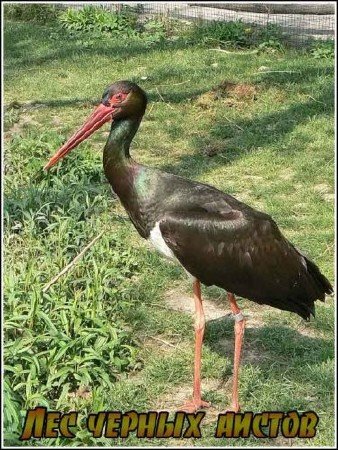 ��� ������ ������ / Im Wald der schwarzen Storche (2010) SATRip