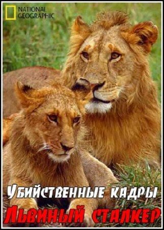 ������������ �����. ������� ������� / Killer shots. Lion stalker (2011) HDTV (1080i)