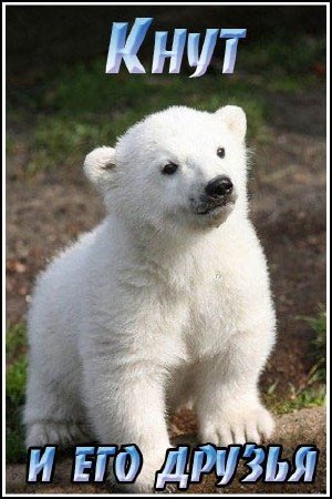 ���� � ��� ������ / Knut and his friends (2008) SATRip