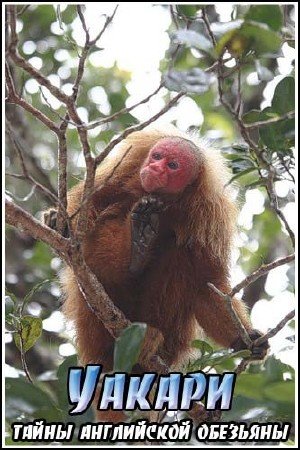 ������ - ����� ���������� �������� / Uakari - secrets of the english monkey (2011) IPTVRip
