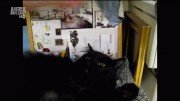 ������ ����� / My Cat From Hell (2010) HDTV 1080i (3 ����� �� 3)