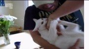 ������ ����� / My Cat From Hell (2010) HDTV 1080i (3 ����� �� 3)