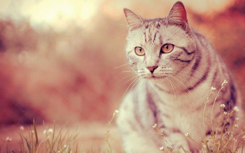 55 Best Impressive Full HD Wallpapers 1920 x 1200 Pack- 24