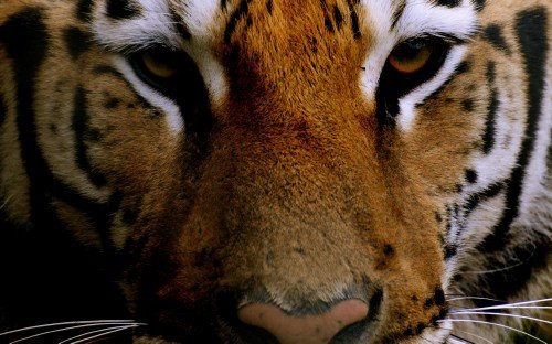 55 Best Impressive Full HD Wallpapers 1920 x 1200 Pack- 26