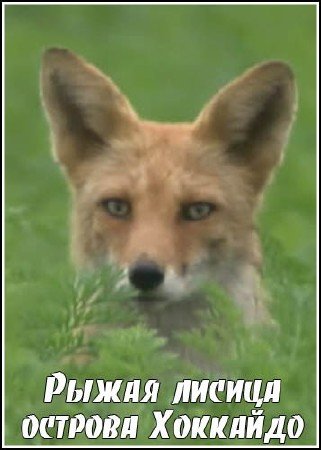 ����� ������ ������� �������� / Wilderness in Japan: Hokkaido Red Fox (2009) IPTVRip