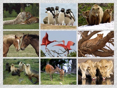 30 Beautiful Animal of the World HD Wallpapers { SET 3 }