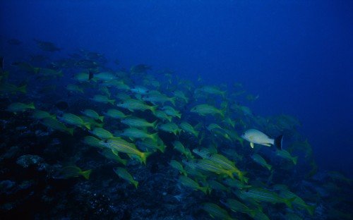 30 Deep Sea Animal Corel Aqua HD Wallpapers { SET 4 }