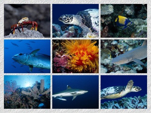 30 Deep Sea Animal Corel Aqua HD Wallpapers { SET 4 }
