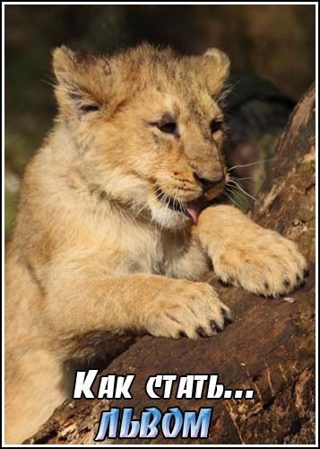 ��� �����...����� / Growing up lion (2003) SatRip