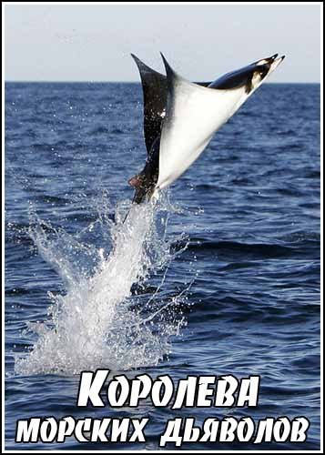 ��� �������. �������� ������� �������� / The Natural World. Queen of the Manta Rays (2009) IPTVRip