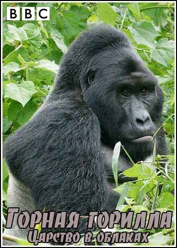 ������ �������. ������� � ������� / Mountain Gorilla. Kingdom in the Clouds (2010) SATRip