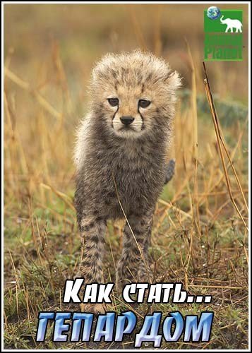 ��� �����...�������� / Growing up cheetah (2004) SatRip