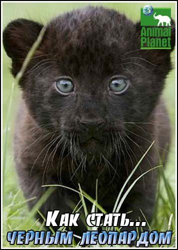 ��� �����...������ ��������� / Growing up black leopard (2006) SatRip