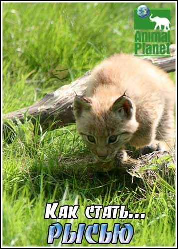 ��� �����...����� / Growing up lynx (2006) SatRip