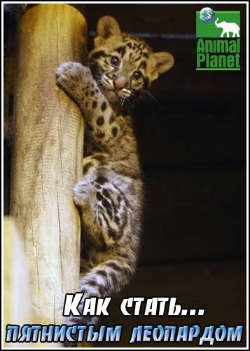 ��� �����...��������� ��������� / Growing up clouded leopard (2004) SatRip